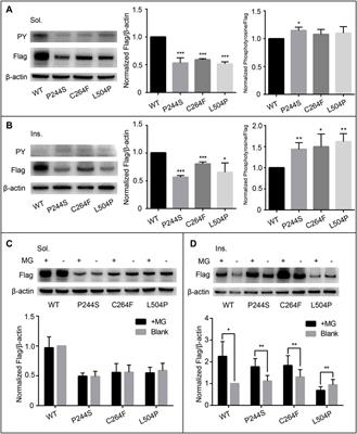 Screening and Functional Analysis of TEK Mutations in Chinese Children With Primary Congenital Glaucoma